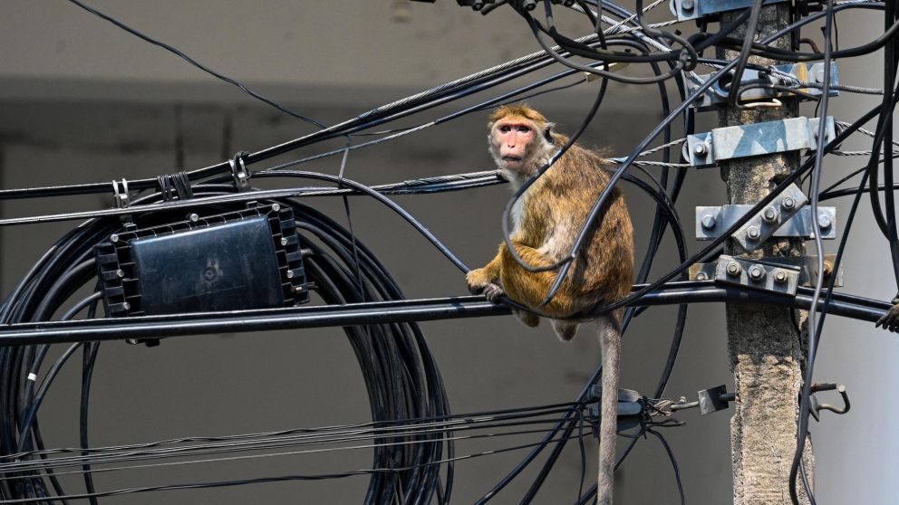 Las autoridades iniciaron una  investigaci�n para saber c�mo el primate se col� en las instalaciones