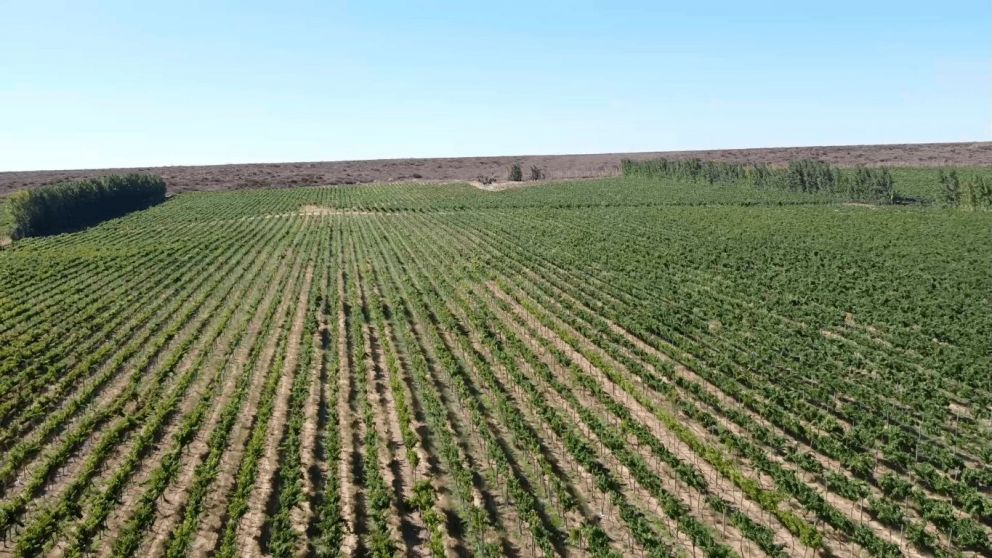 Zona pampeana bajo riego duplicó en un año su superficie productiva