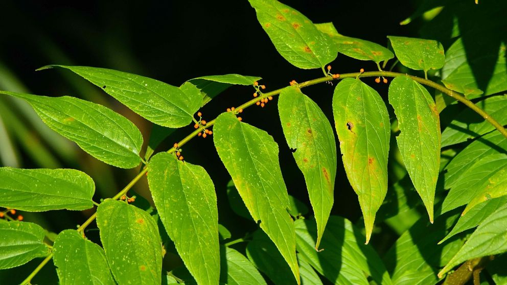 Alternativa aut�ctona para el CBD