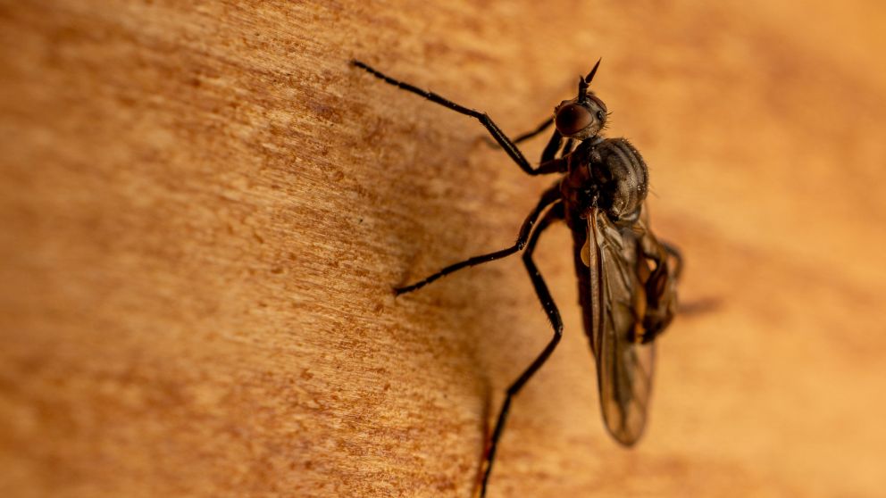 Chau mosquitos: los trucos definitivos para ahuyentarlos de tu casa