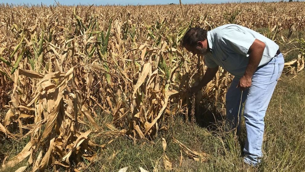La falta de agua y el calor extremo complicaron la campaña
