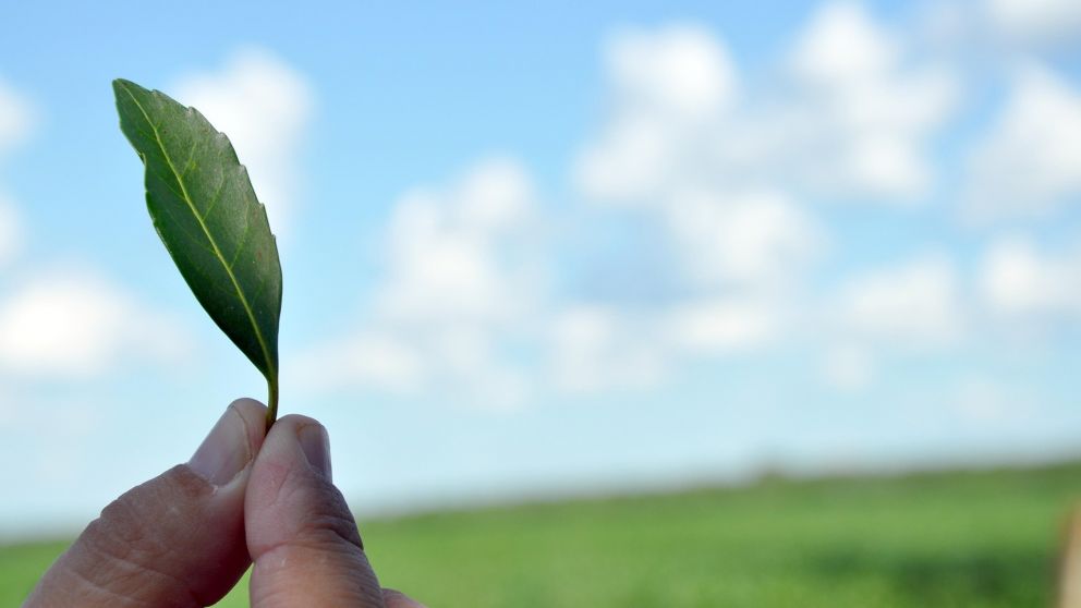 Al saber cómo sintetiza la cafeína, se podría, por ejemplo, desarrollar una variedad que no la produzca