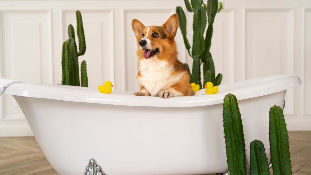Cómo un truco simple suede reducir el estrés del calor en tu mascota