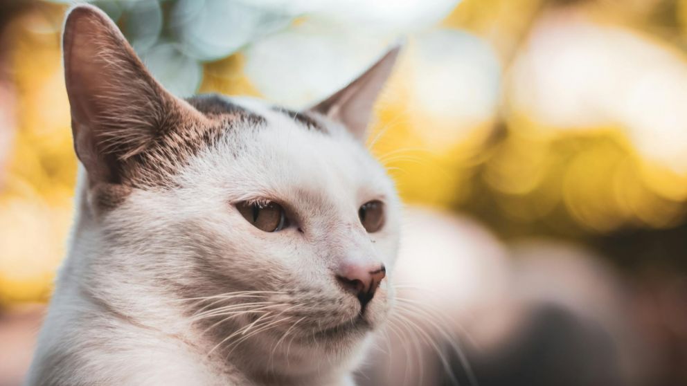 Ola de calor: evitá que las altas temperaturas afecten a tus mascotas.