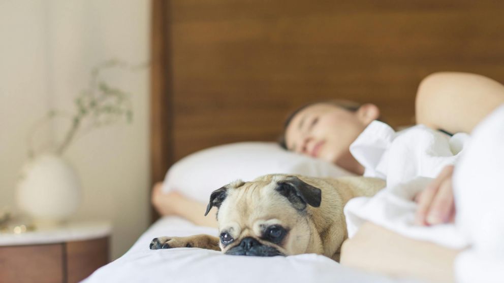 Cu�les son los beneficios de dormir siesta, seg�n la ciencia.