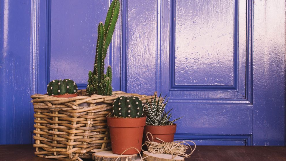 Plantas en el hogar (Freepik)