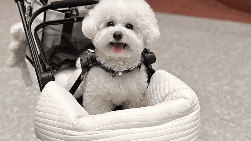 Los perros pueden aprender nuevos nombres de juguetes al escuchar conversaciones, según estudio