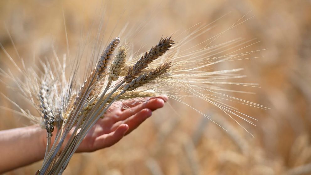 Entre los principales alimentos, los cereales bajaron, pero el arroz subió
