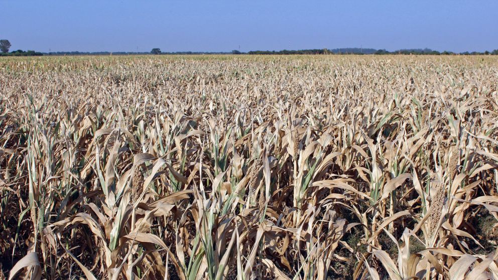 La sequía afectó al maíz y los exportadores auguran fuertes pérdidas