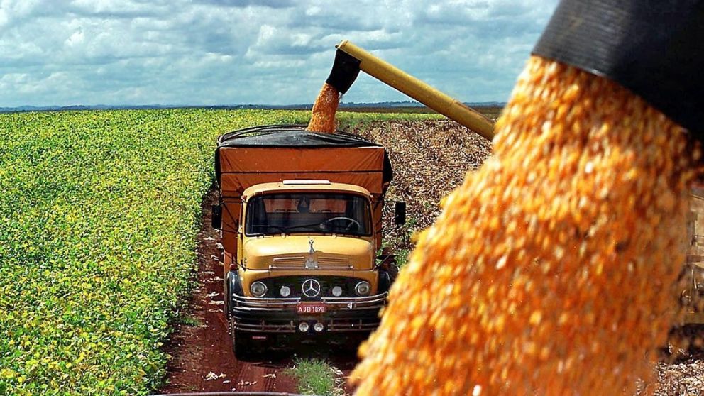 La safrinha, en enero