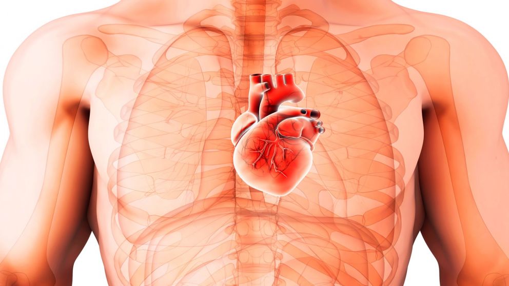 El d�a busca prevenir enfermedades del coraz�n