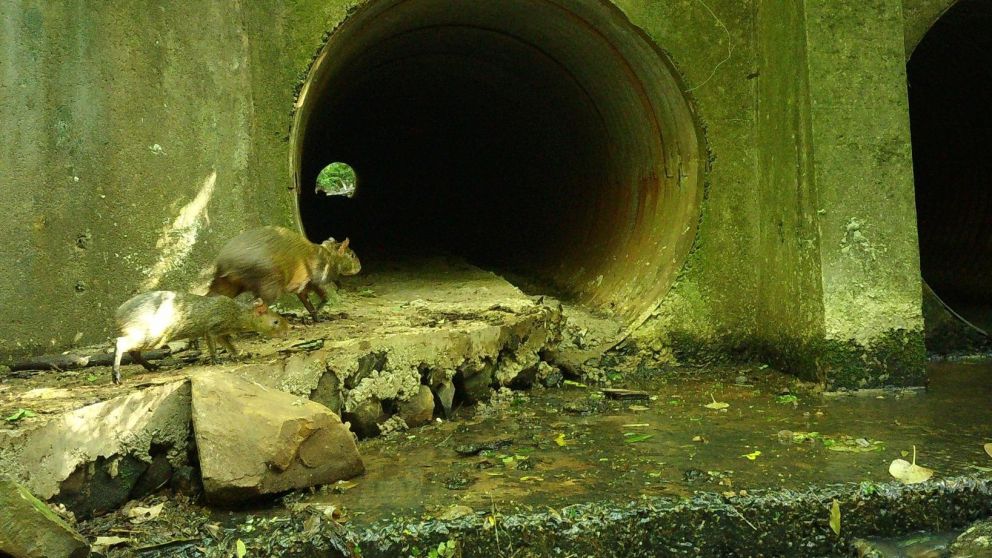 Las cámaras trampa registraron a los animales cruzando