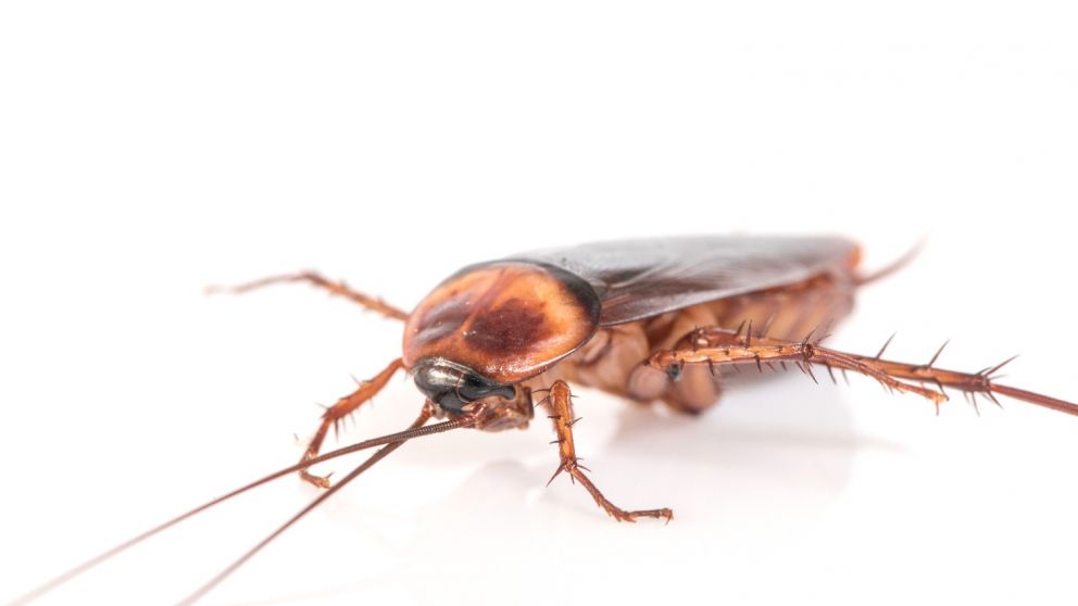 Los 7 repelentes naturales para las cucarachas
