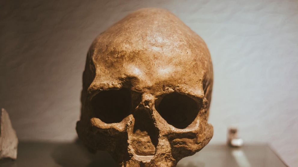 Conocé al homo juluensis