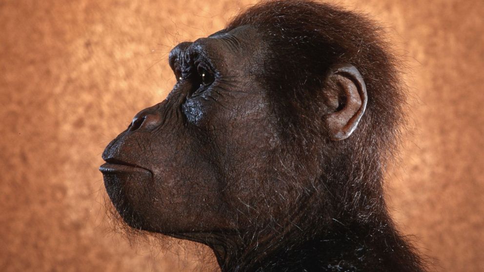 Lucy, un hito en la historia humana