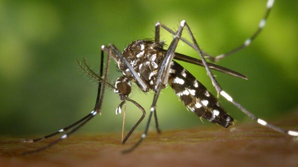 El mosquito Aedes aegypti, el insecto transmisor del dengue.