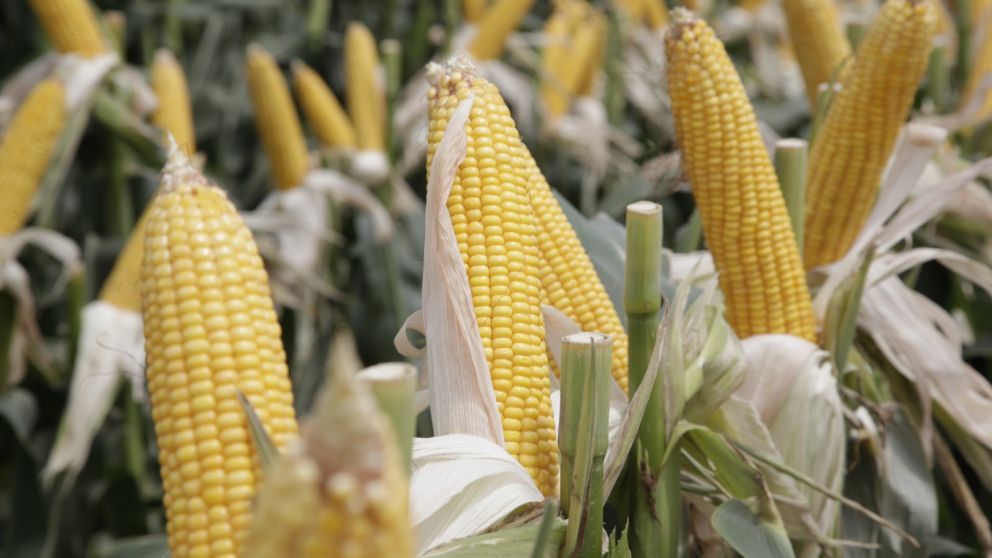 El maíz y el girasol perderán renta y competitividad por la suba de retenciones, advierte CRA