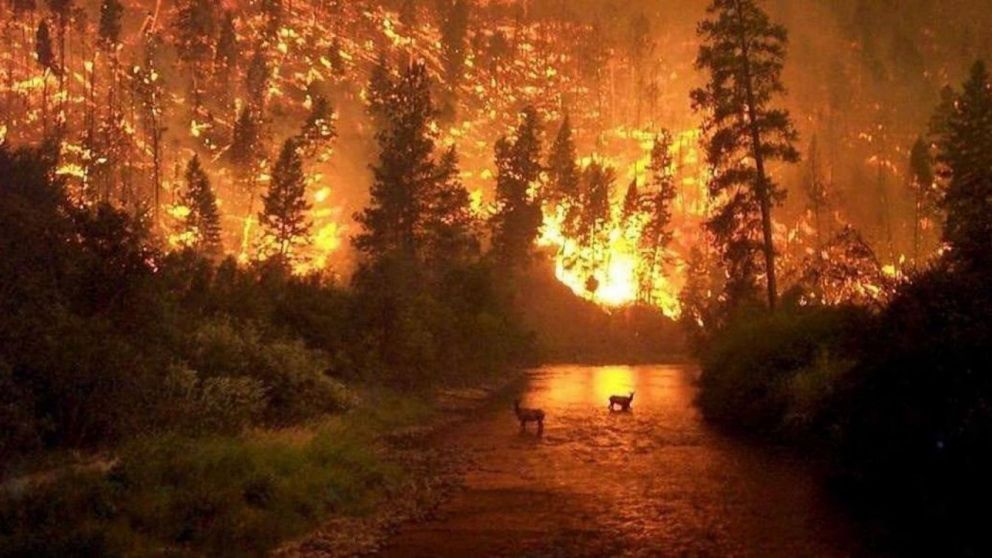 Incendios en el Amazonas: qué tan grave es su impacto