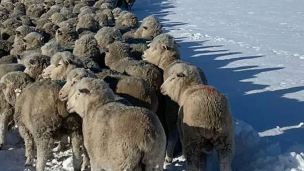 Marian se crio en el campo, pero en 2020, con el fallecimiento de su padre, asumió el desafío de administrar una estancia de la familia. Con su equipo de trabajo atravesaron el temporal de nieve. Los desafíos que enfrentó y los que vienen.
