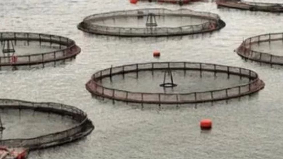 Una publicación del diario La Nación asegura que existe la intención de un megaproyecto de salmónidos en las costas santacruceñas. Los ambientalistas advierten sus consecuencias. Pero las mareas del litoral marítimo desaconsejan la iniciativa.