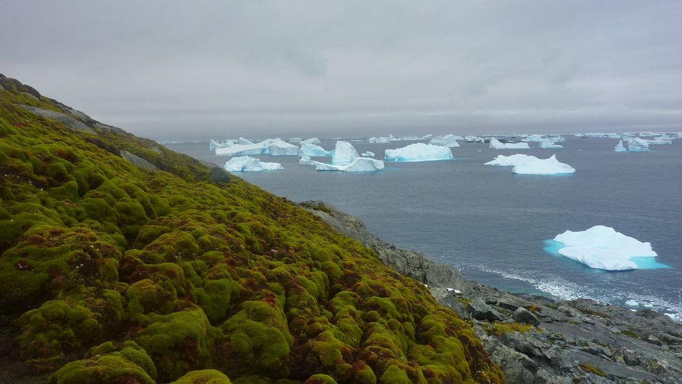 Aunque aún predomina el hielo y las rocas, hay más musgo