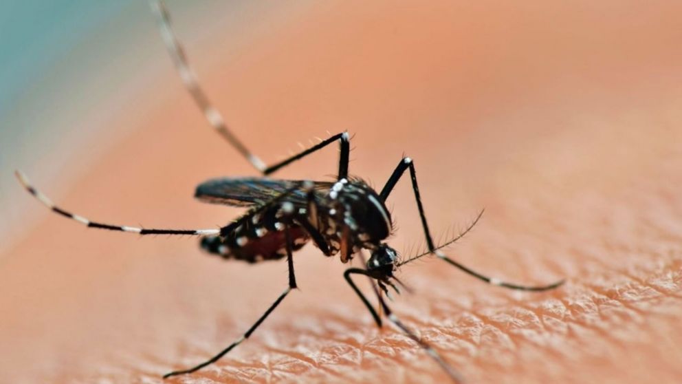 El dengue es transmitido por el mosquito Aedes aegypti