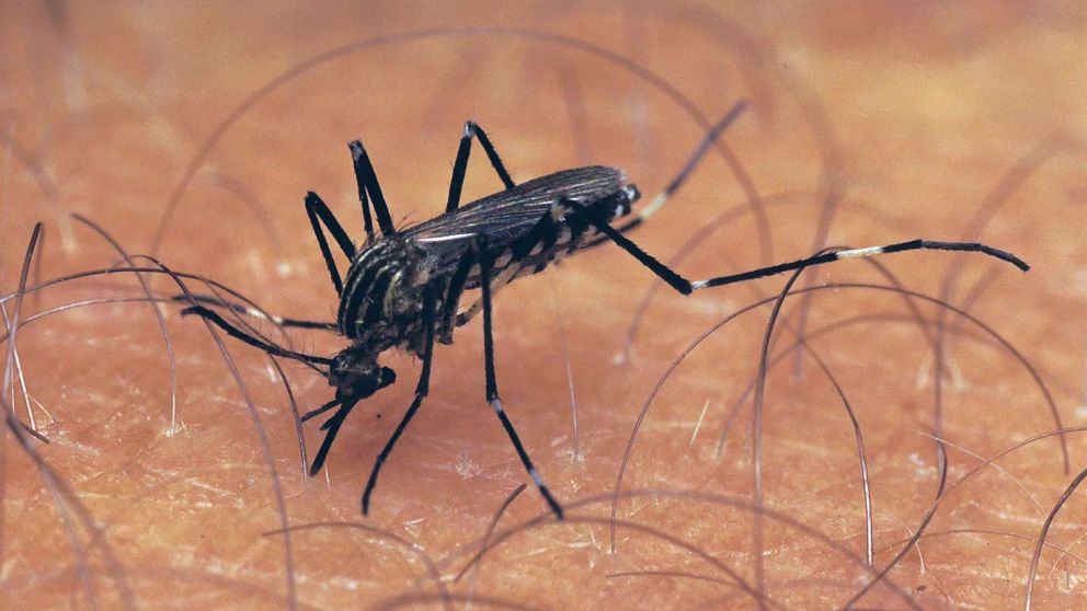 Cómo ahuyentar mosquitos sin gastar tanto