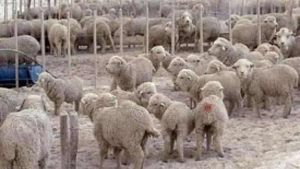 Es mucho más que criar ovejas y producir lana. Es legado recibido, arraigo, sustentabilidad, desarrollo, esfuerzo y pasión. El pasado 15 de septiembre fue su día y ellos cuentan qué representa la actividad.