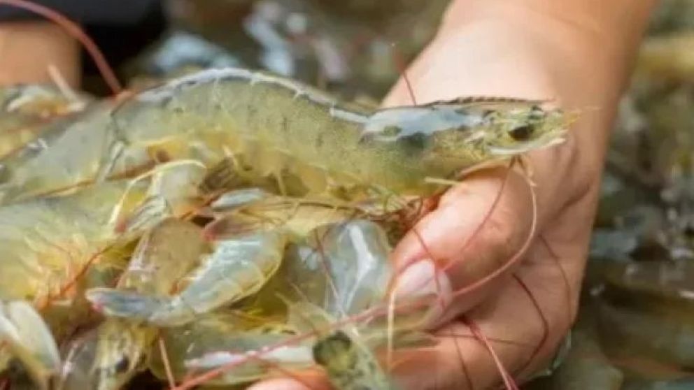 Todas las subáreas han quedado cerradas para la pesca de langostino por la presencia de la merluza. El desafío ahora para las empresas es tratar de vender el producto y defender su precio para que no siga bajando.