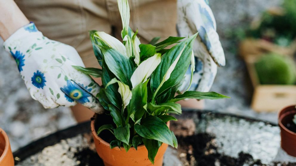 Tiempo de Primavera: consejos para un reverdecer del balcón o la terraza