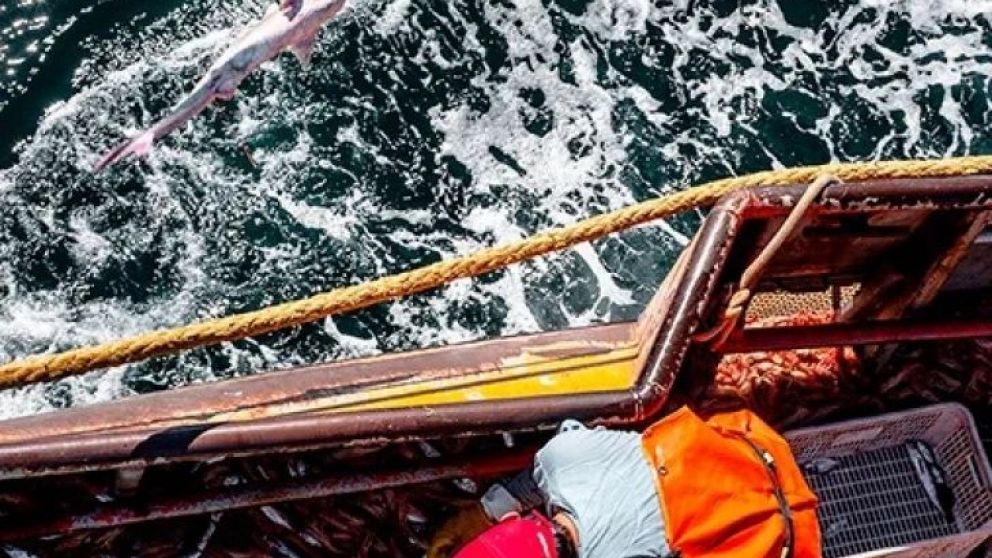 Luego del cierre de áreas del jueves, el sábado hubo algunas reaperturas. Si la abundancia del recurso creció en relación al nivel de merluza acompañante, la zafra podrá continuar. La semana pasada, subáreas, como la 8, arrojaron niveles alarmantes de by