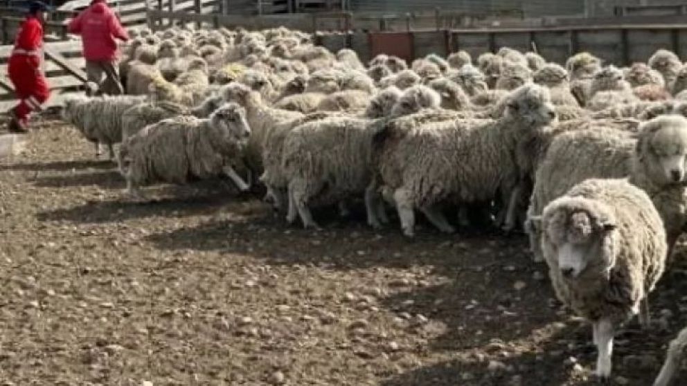 Ovejeros de distintas partes de la provincia cuentan para qué han usado el FRAO durante más de dos décadas y por qué es importante el fondo eliminado recientemente por el Gobierno nacional.