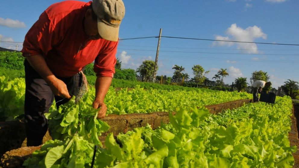 Conocé por qué hoy se celebra el Día del Agricultor y del Productor Agropecuario