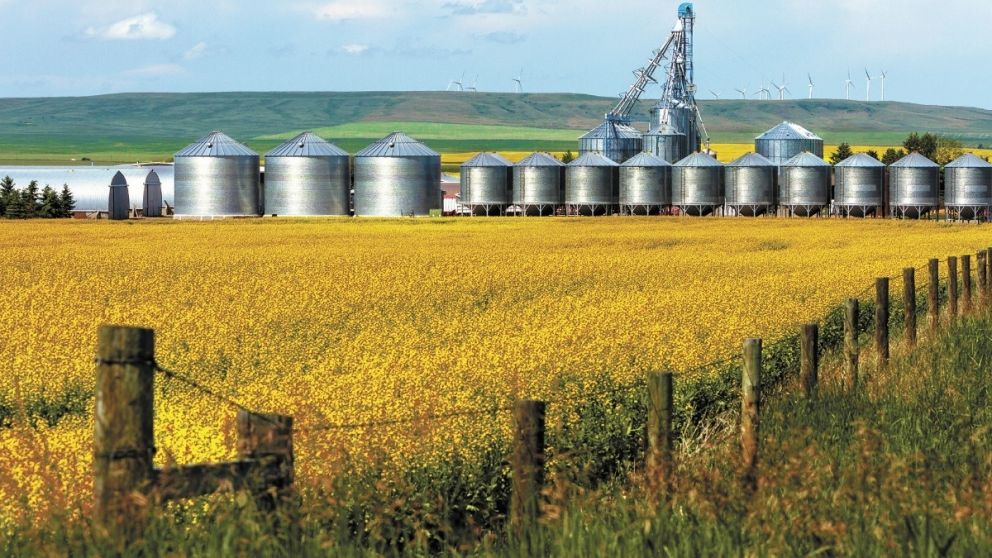Canadá es el primer exportador mundial de canola