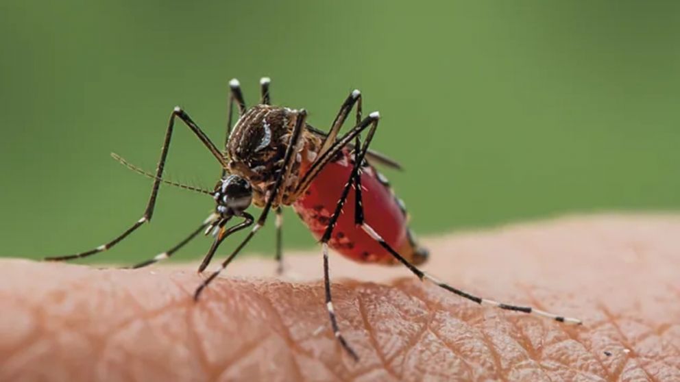 Qué es el virus oropouche