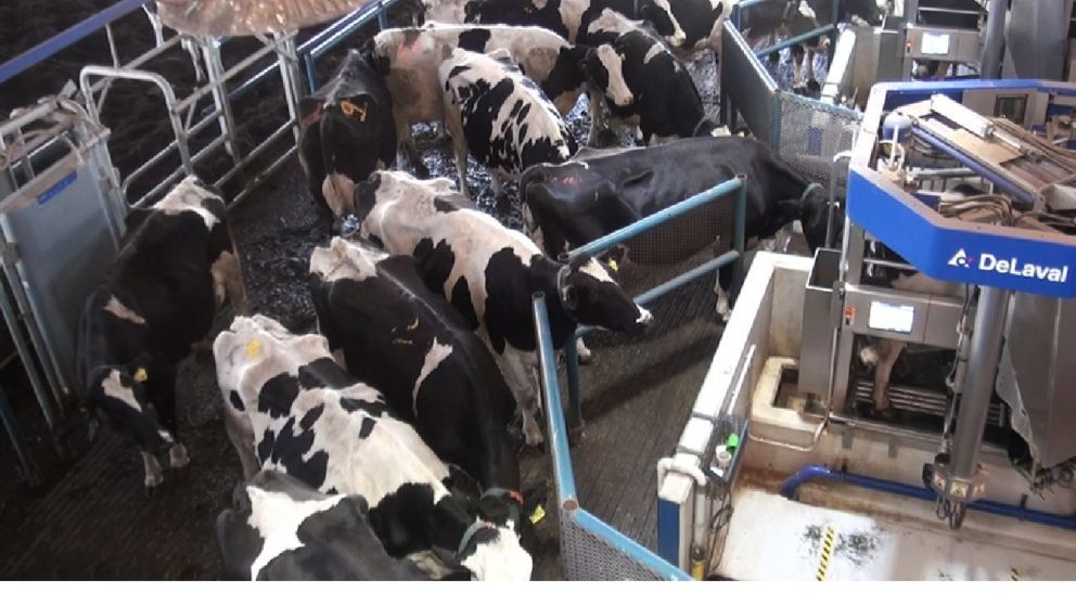 La caída del poder adquisitivo hizo mella en el consumo interno de lácteos