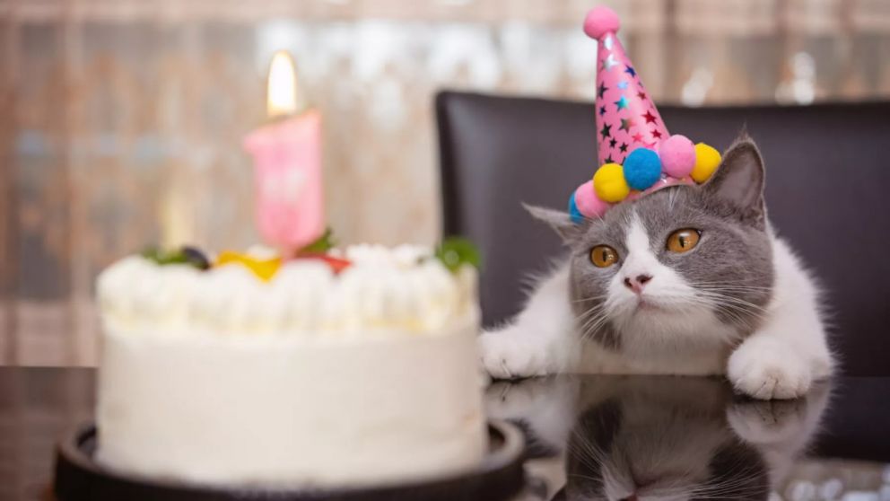 Hacele un regalo a tu mascota con descuento