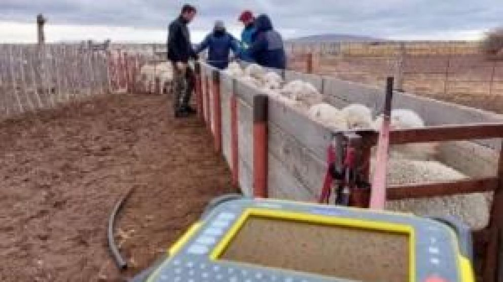 Con esta tecnología, se puede hacer un seguimiento de la historia del animal. Los investigadores afirman que acelera tres veces el procedimiento de esquila eliminando errores. Además de sumar información sobre peso y calidad corporal.