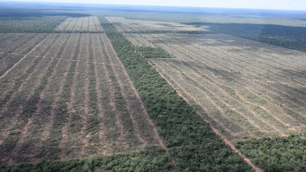 La provincia de Salta también sufre la deforestación