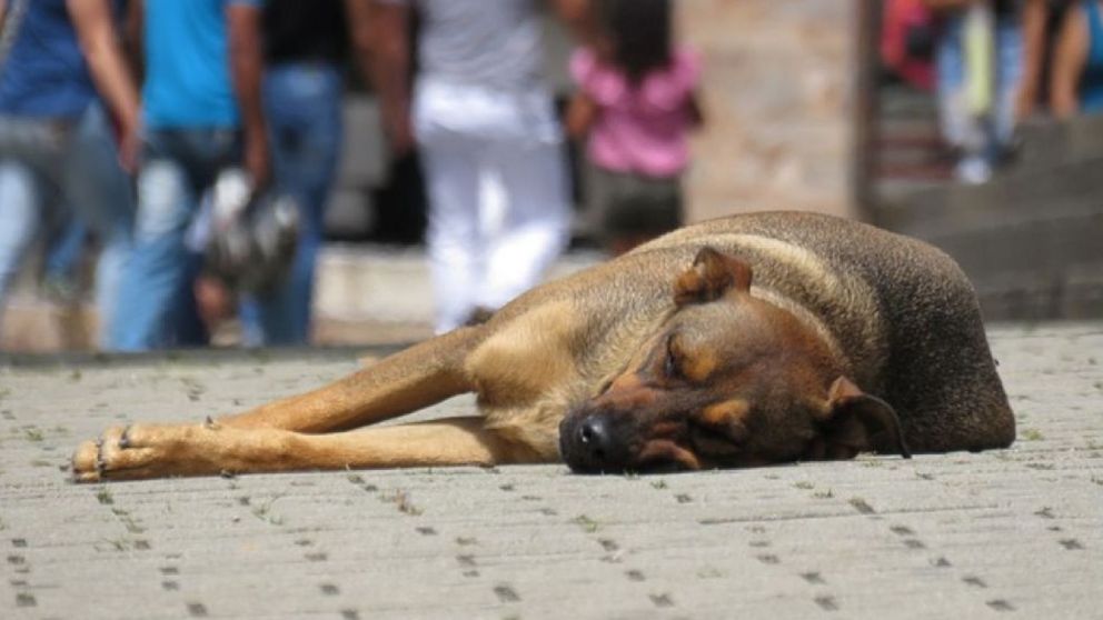“Ley Conan”: perros sí, profesores no