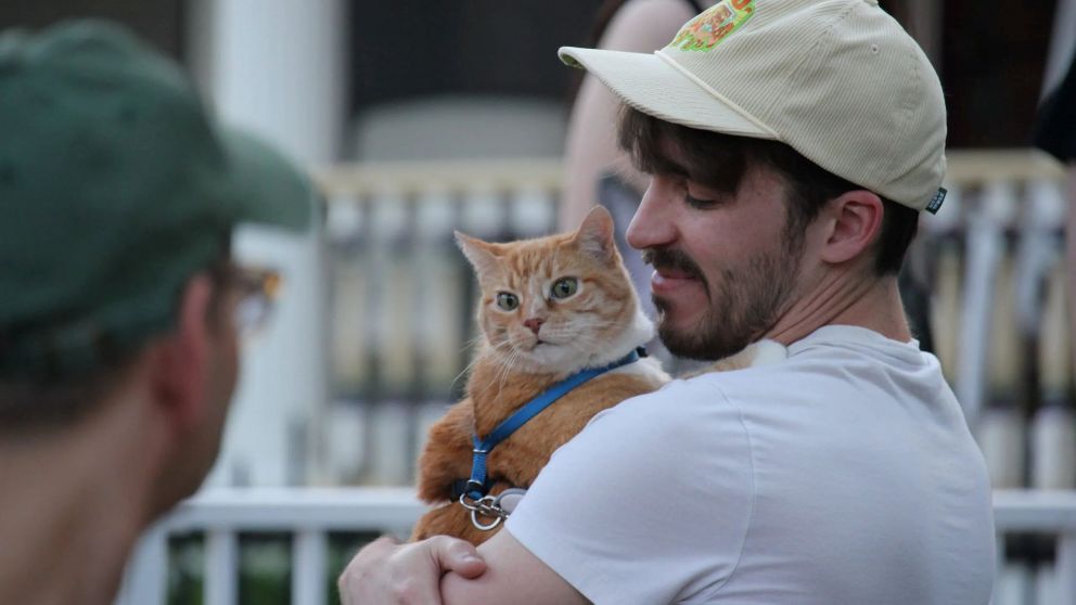 Cientos de personas se reúnen para apreciar a estos gatos
