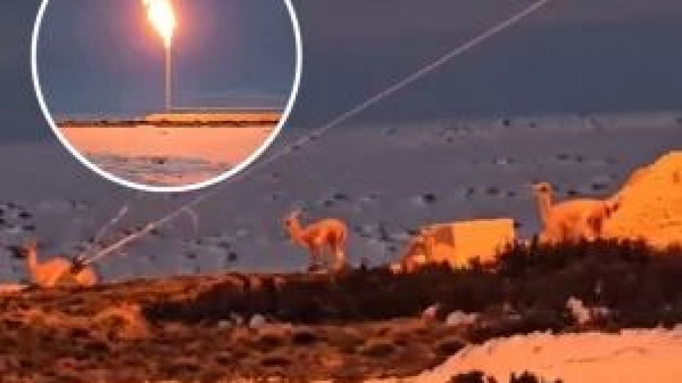 La Patagonia no deja de sorprendernos con sus paisajes y escenarios. En esta ocasión se viralizó un video que muestra a una manada reposando muy cómodamente junto a una chimenea de un pozo hidrocarburífero.