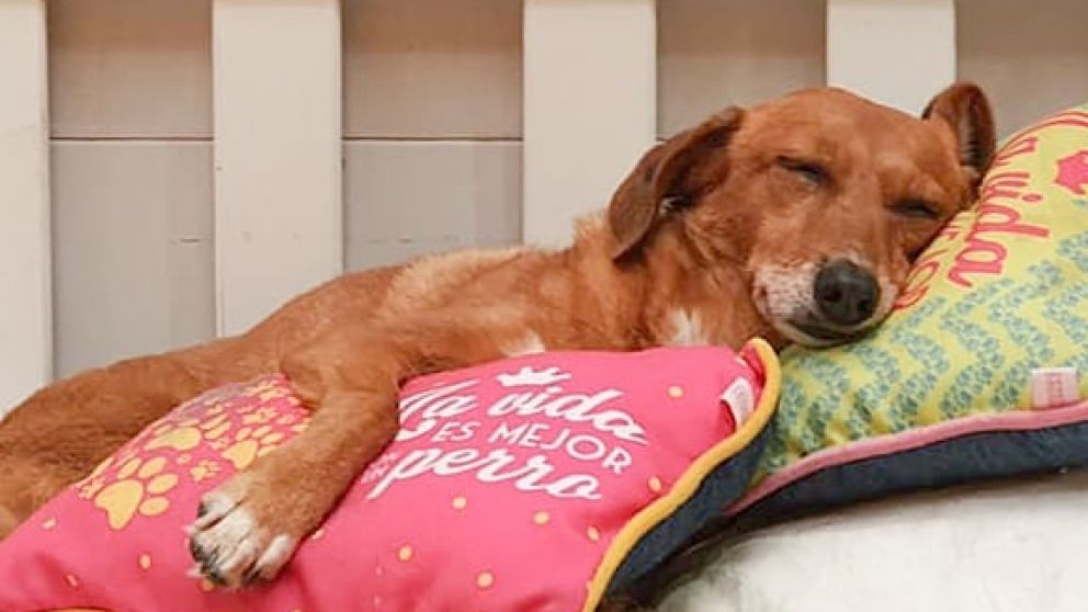 Vacaciones de invierno: cuánto cuestan las guarderías para mascotas
