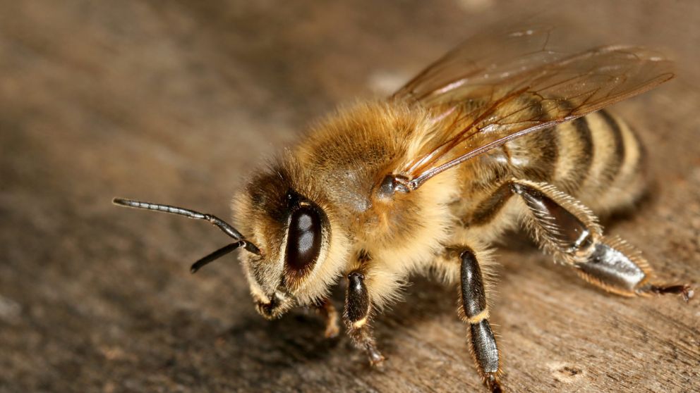 Día mundial de las abejas: cuál es el rol clave que tienen para la biodiversidad