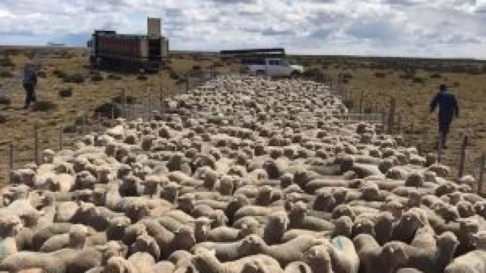 El productor Fernando Ajís analiza el presente de la actividad, tanto en el campo como el negocio en sí. Habla de la preocupación por el cambio climático. El parate en el mercado interno.