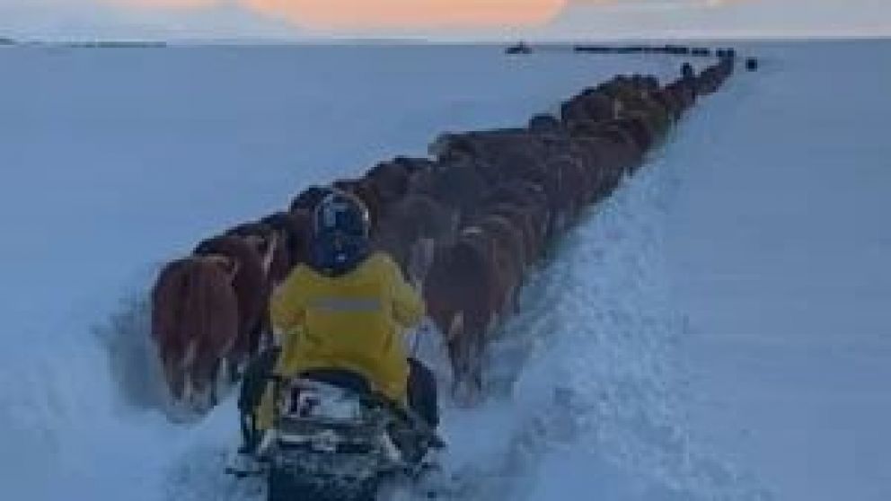 Las intensas nevadas en la región patagónica afectan a la ganadería: el ganado busca refugio y alimento mientras los productores toman medidas para protegerlo.