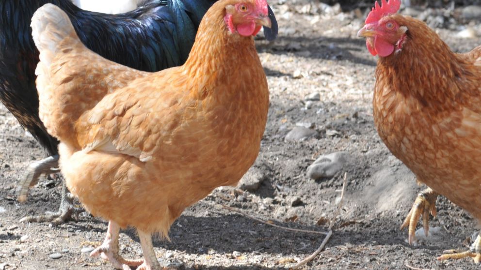 La Argentina retoma el comercio de productos de origen aviar a Chile