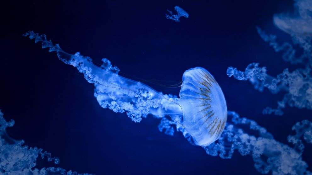 Crean el primer mapa de la actividad de la biodiversidad del fondo marino