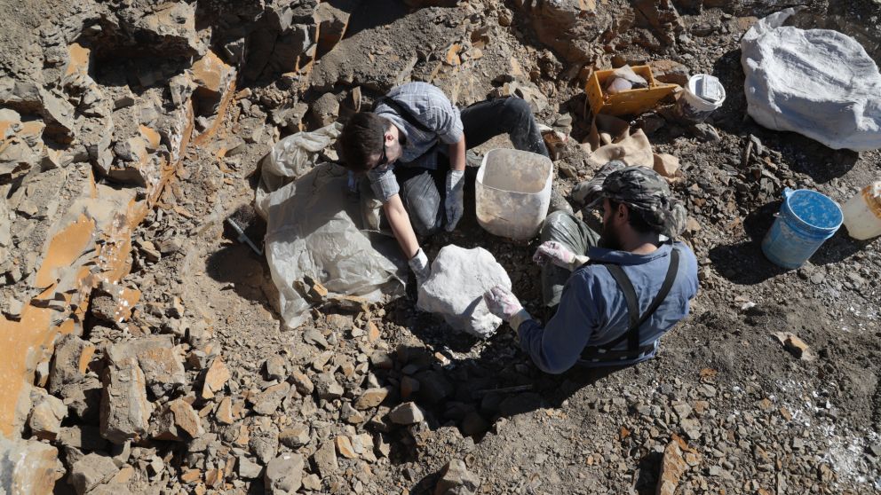 Encuentran en Argentina nuevas especies de dinosaurios carn�voros