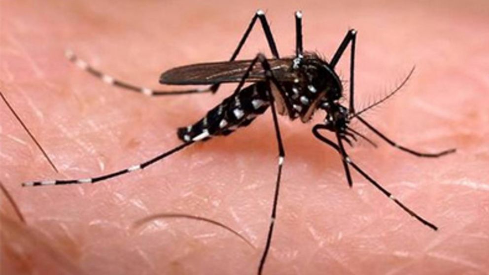 "Que la vacuna para el dengue no termine siendo como la de Covid", advirtieron